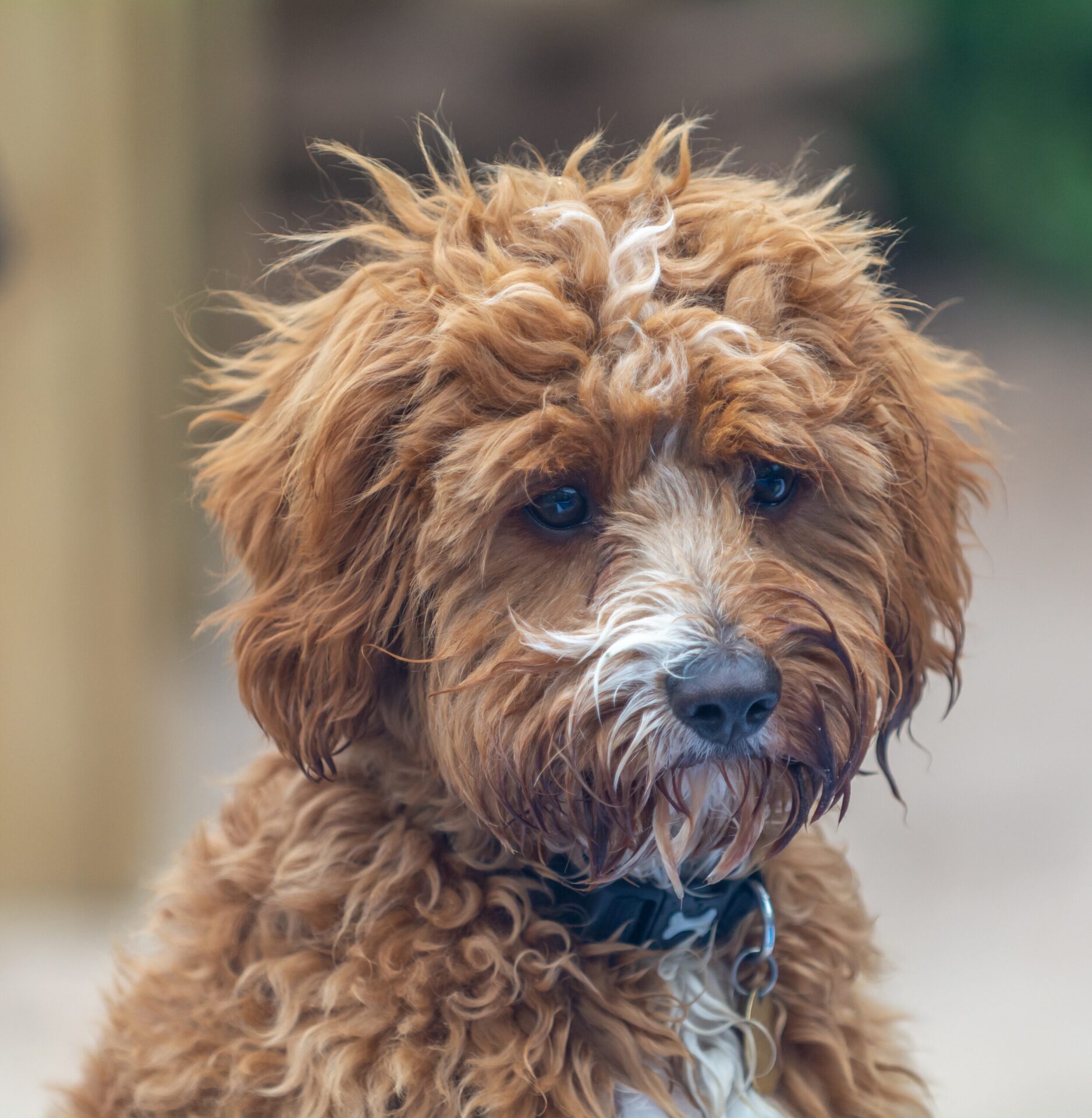 Cavapoo en primer plano