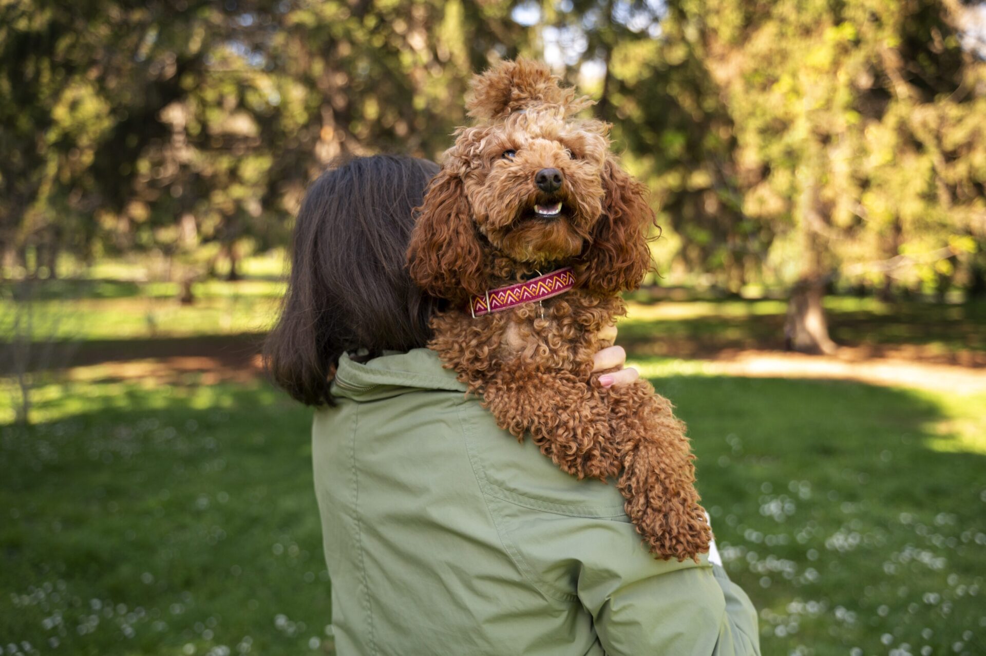 Cavapoo en el parque