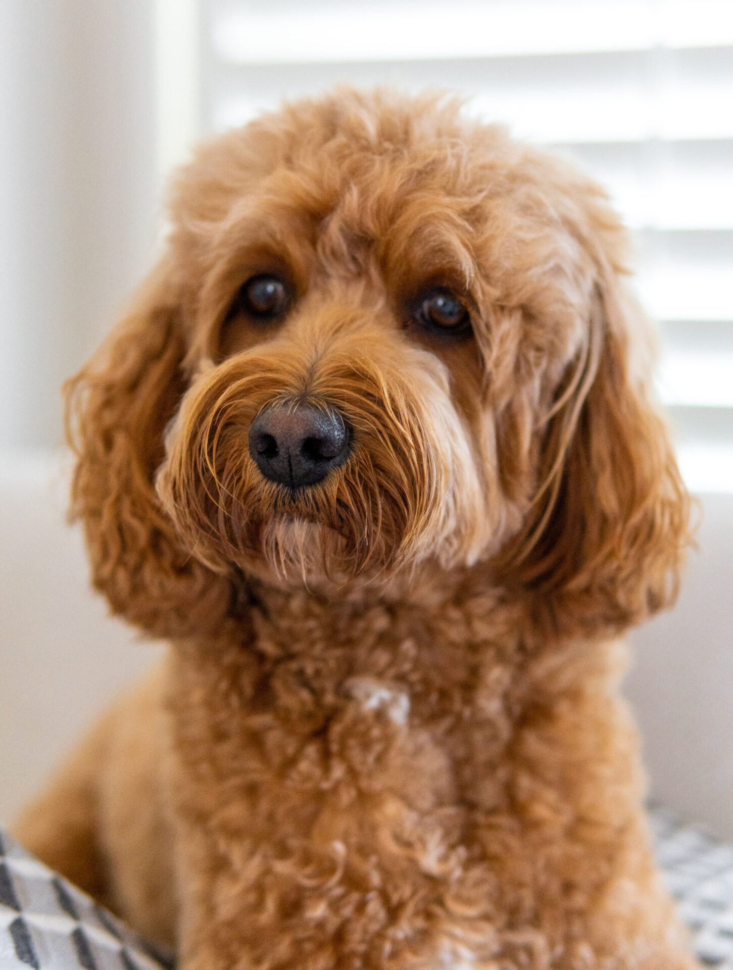 cavapoo de raza mixta de cavalier king charles spaniel y poodle 