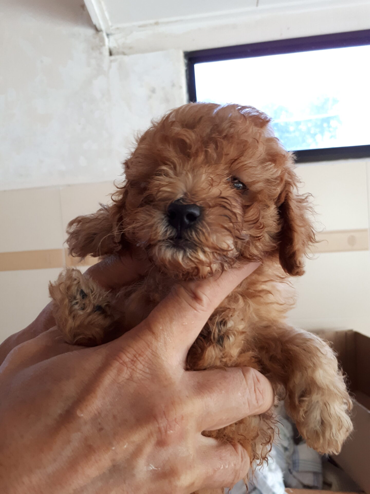 cachorro en casa de su dueño